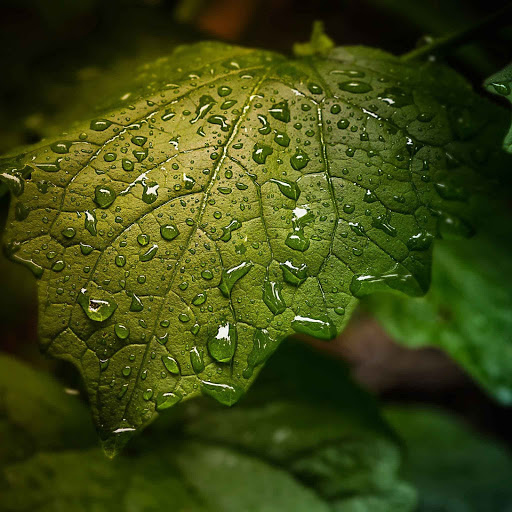 Hd-132020-ascw132020