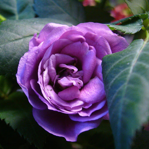 Hd-171421-ascw171421