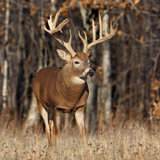 Hd-132132-ascw132132