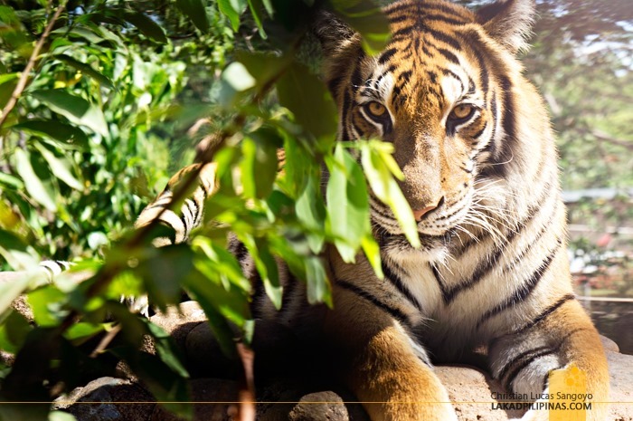Fierce Tiger at Subic's Zoobic Safari