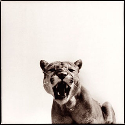 cougar-1_D