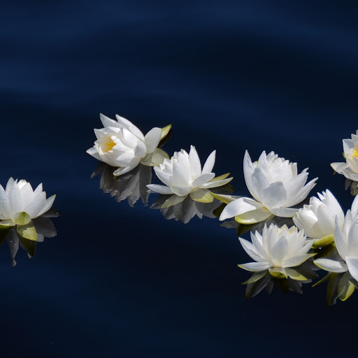 Hd-172739-ascw172739