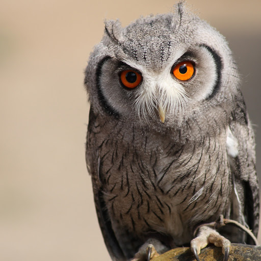 Hd-174528-ascw174528