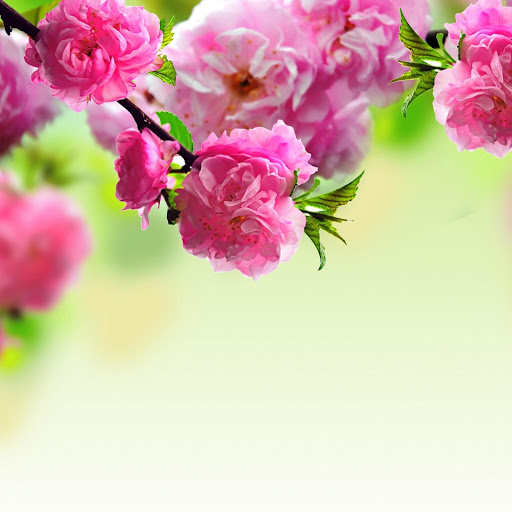 Hd-145904-ascw145904