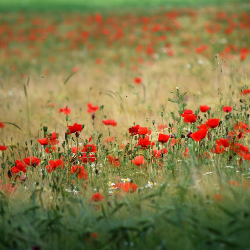 Hd-146061-ascw146061