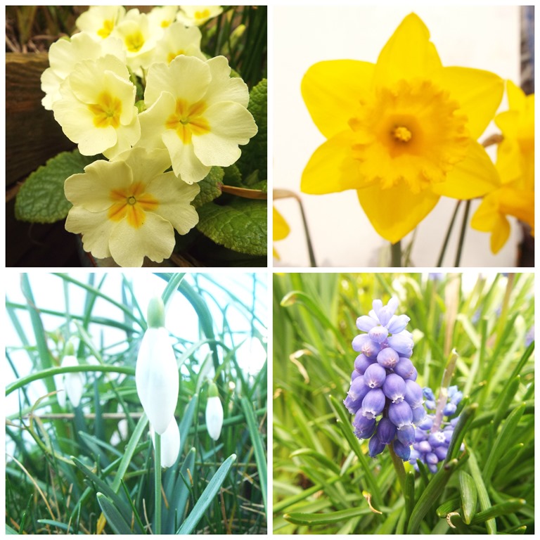 [spring%2520flowers%255B2%255D.jpg]