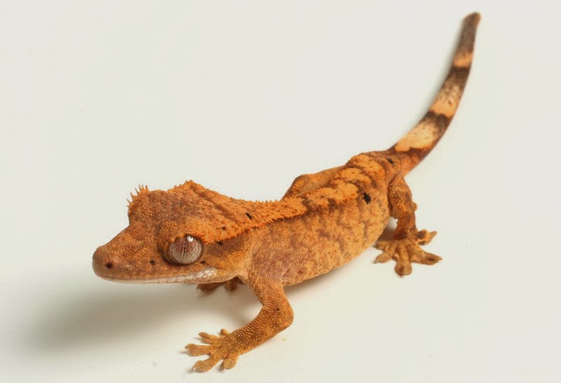[Amazing%2520Animal%2520Pictures%2520crested%2520geckos%2520%25287%2529%255B3%255D.jpg]