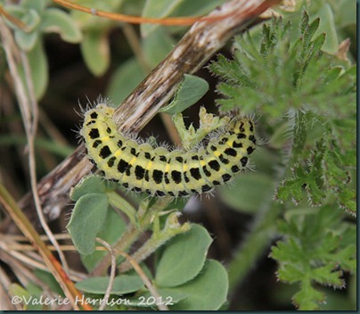 51-six-spot-burnet-caterpillar
