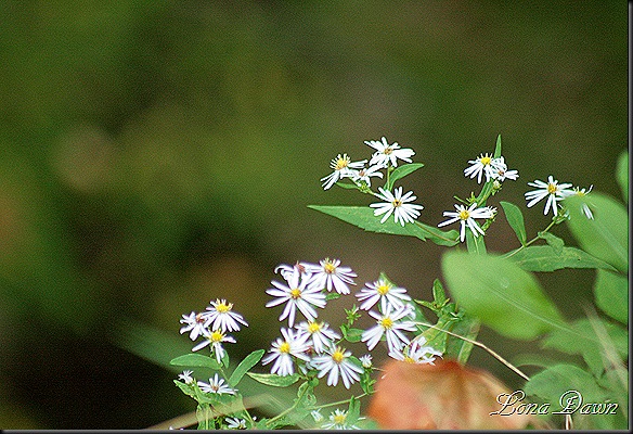 Asters_Native_Fall2