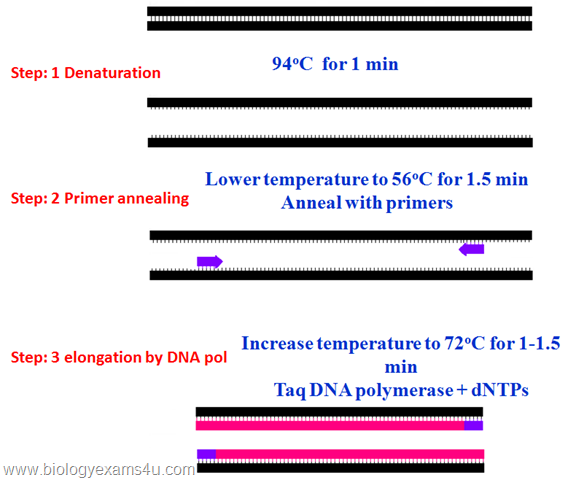 PCR steps