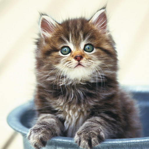 Hd-146516-ascw146516