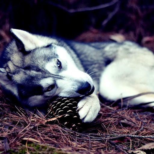 Hd-137939-ascw137939