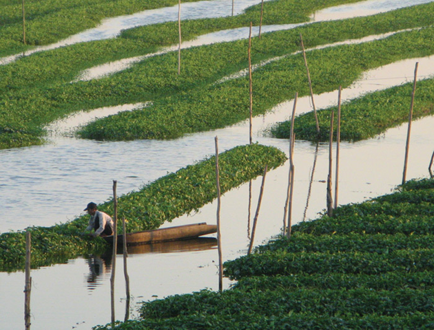 Cambodia Rice fields