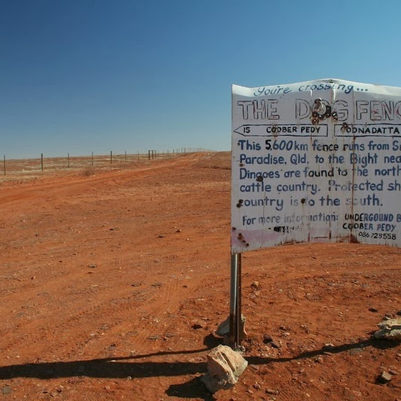 Dingo Fence Australia’s 5,600Km Dog Fence Amusing