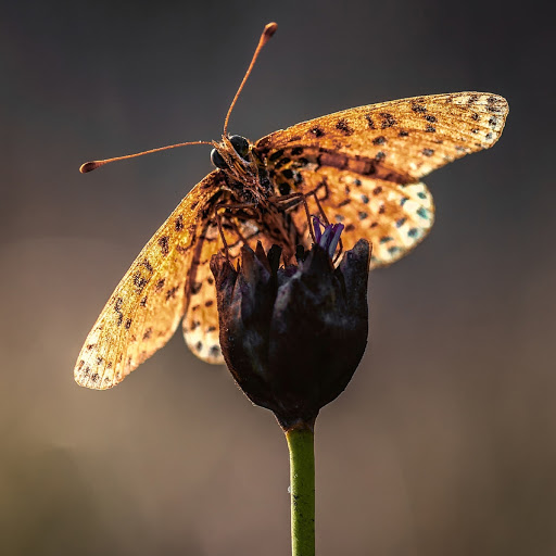 Hd-180117-ascw180117