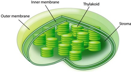 [chloroplast22.jpg]