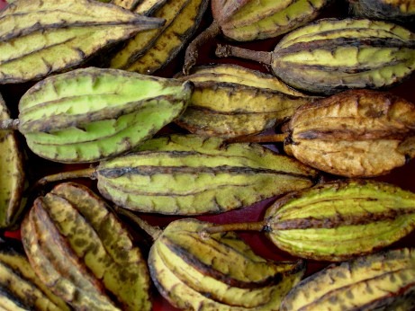 [CACAO%2520JACARE%2520small%255B2%255D.jpg]