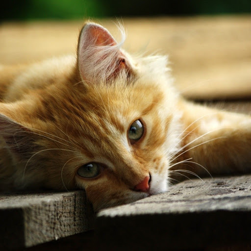 Hd-134722-ascw134722