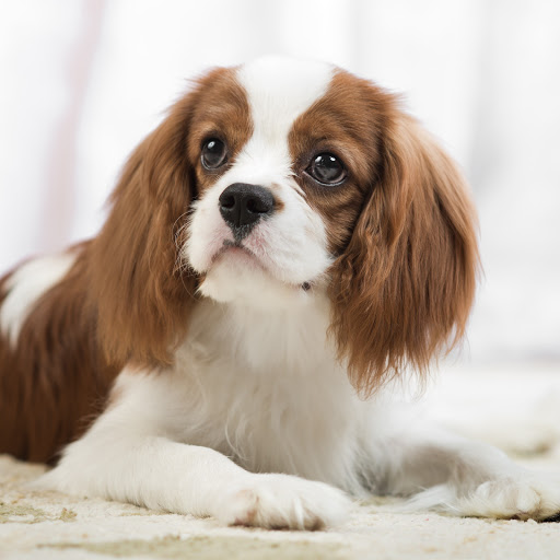 Hd-155645-ascw155645