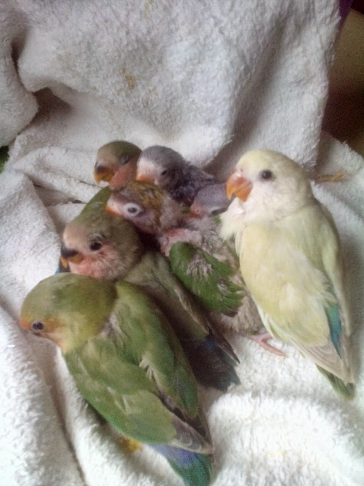 pitome papige REZERVACIJE )