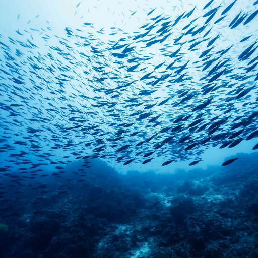 Hd-161021-ascw161021