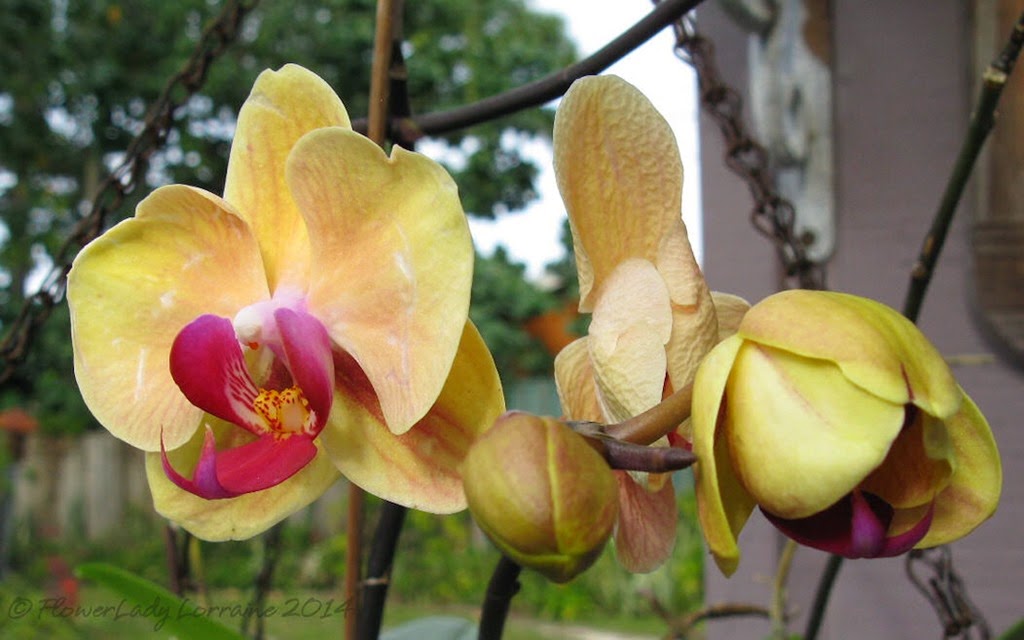 [03-28-orchids%255B5%255D.jpg]