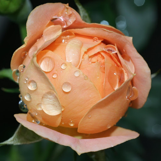 Hd-177135-ascw177135