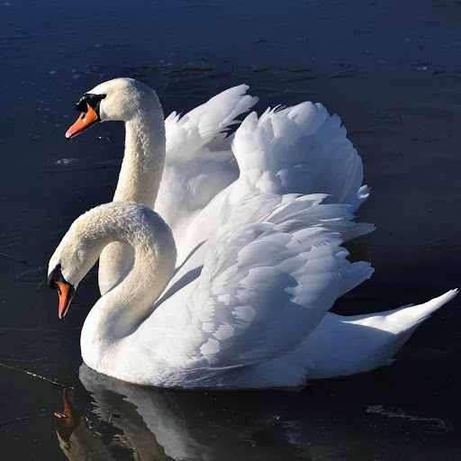 Hd-181007-ascw181007