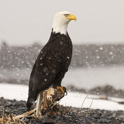 Hd-161162-ascw161162