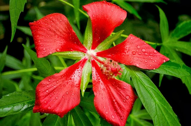 [Hibiscus%2520militaris%255B4%255D.jpg]
