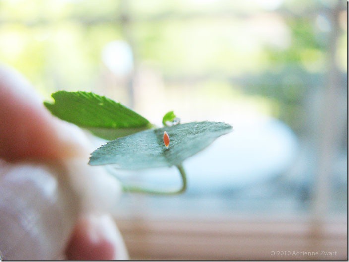 Orange Sulfur Butterfly Egg on Clover Leaf - Photo by Adrienne Zwart