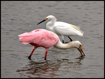 02j1 - birds - Roseate Spoonbill and Snowy Egret