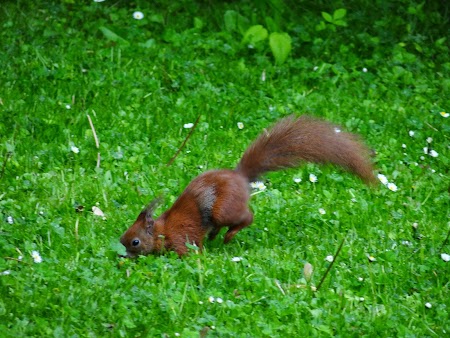 30. Veverita in parc.JPG