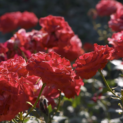 Hd-146528-ascw146528