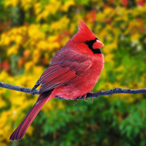 Hd-177877-ascw177877