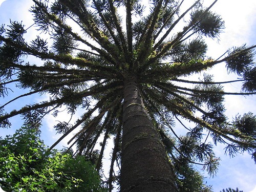 Parque provincial de la Araucaria