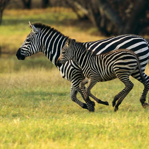 Hd-180416-ascw180416