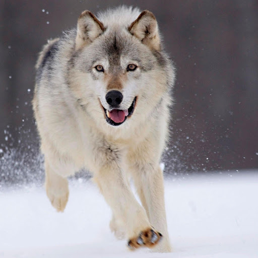 Hd-169525-ascw169525