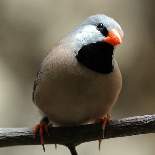 Hd-180616-ascw180616