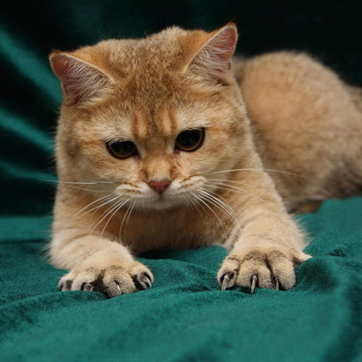 Hd-182092-ascw182092