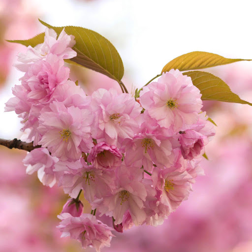 Hd-152522-ascw152522