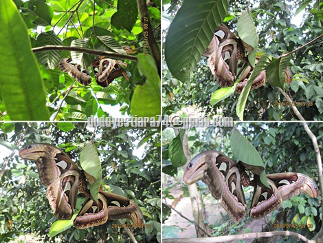 Kupu-kupu gajah alias sirama-rama alias ngengat atlas (Attacus atlas) kawin di pohon kecapi