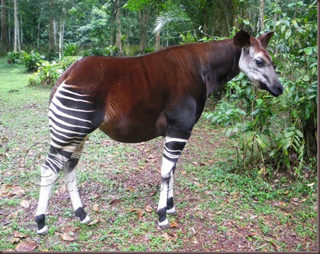 Amazing Animal Pictures Okapi (14)