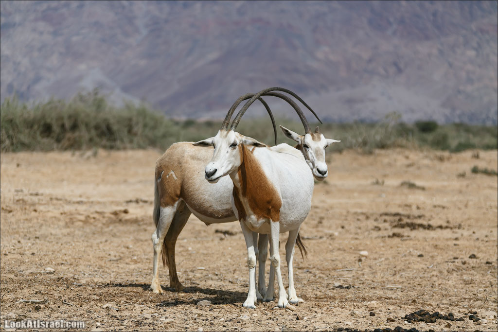 LookAtIsrael.com - Заповедник библейских животных Хай Бар | Hai Bar reserve | חי בר