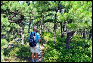 04d - North Ridge Trail - through the pines