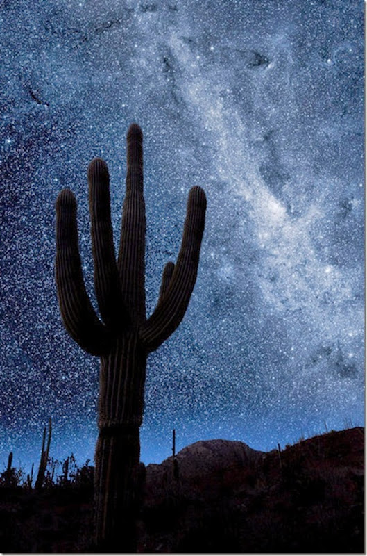 night-sky-saguaro