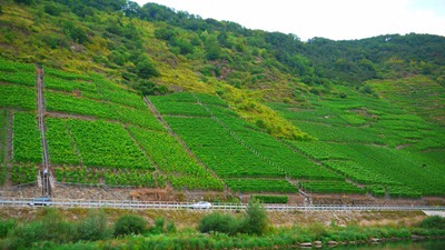 Oooo a vertical vineyard!