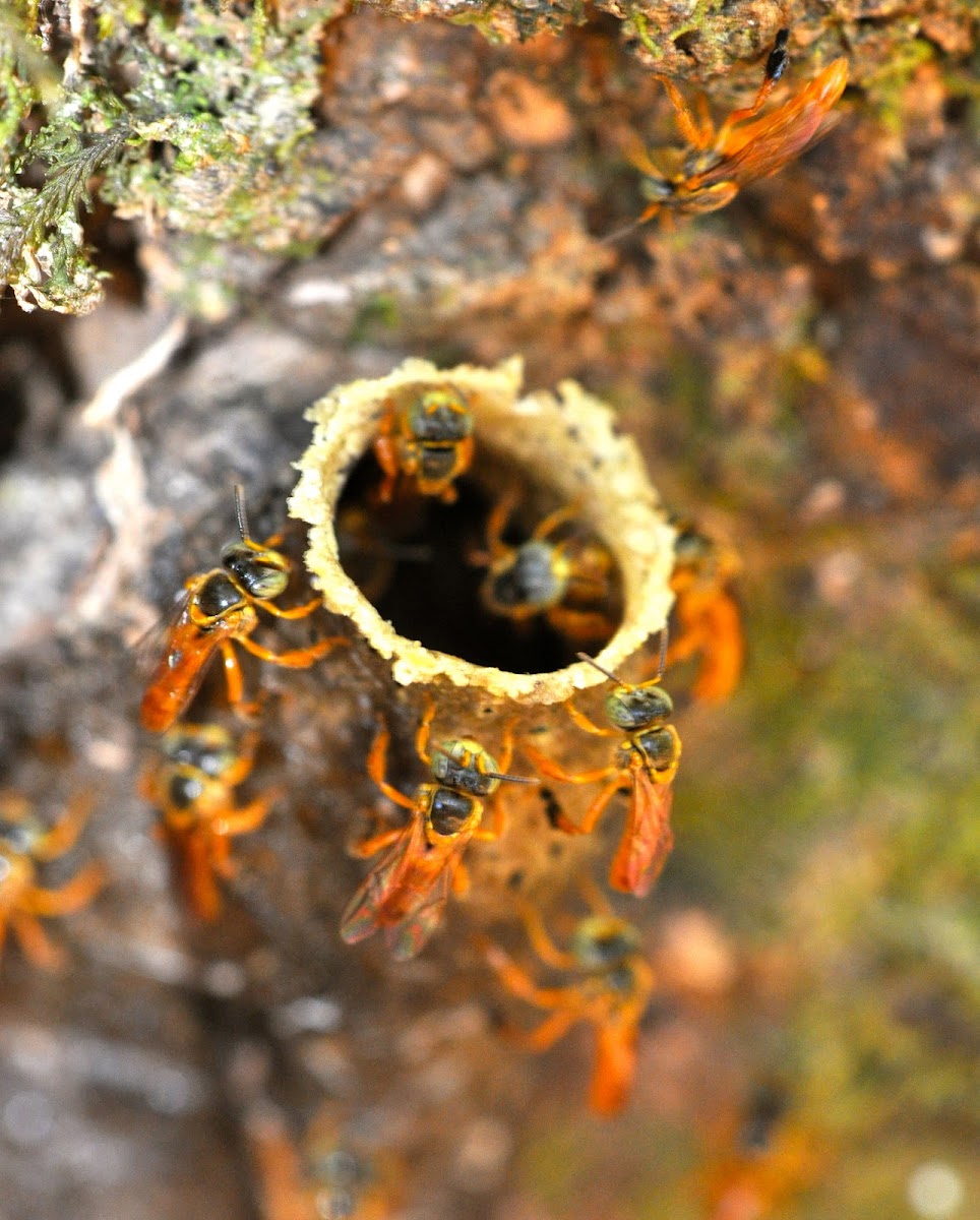 Stingless Bee & Hive