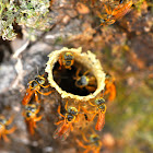 Stingless Bee & Hive