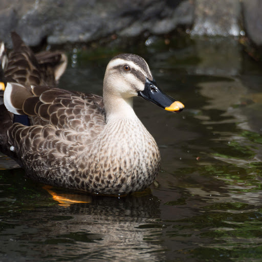 Hd-164256-ascw164256